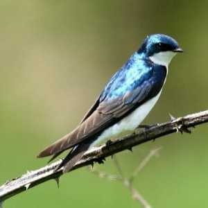 Swallow and Swift: similaritatea și diferența încă mai există