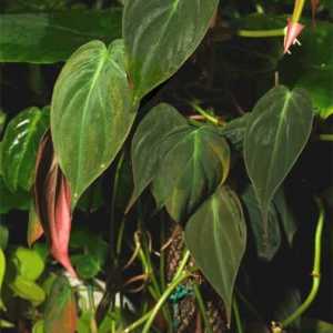 Clearing Philodendron: îngrijire la domiciliu