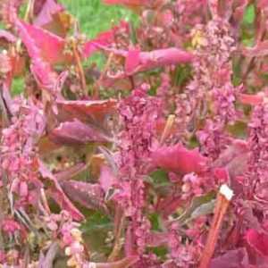Quinoa: proprietăți utile, utilizare în gătit și medicină populară
