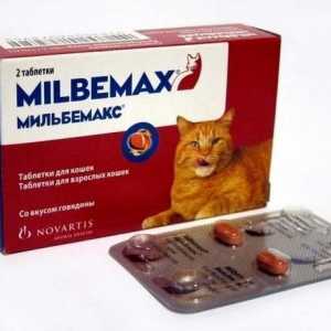 Tratamentul hemmintiazelor: prepararea "Milbemax" pentru pisici