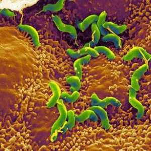 Tratamentul cu Helicobacter: regim de tratament, recomandări
