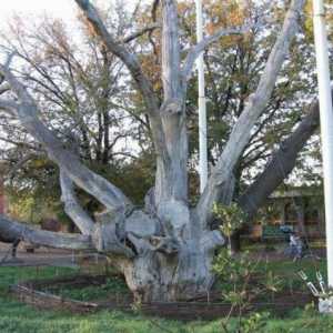 Legendele asociate cu stejarul din Zaporozhye
