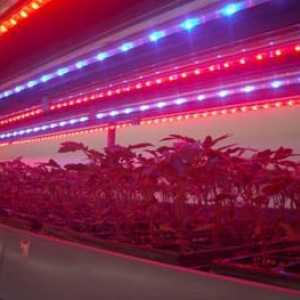 Bandă LED pentru plante - un mod economic de iluminare