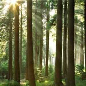 Pădurea este bogăția noastră! Importanța, protecția și protecția pădurilor. Pădurile Rusiei