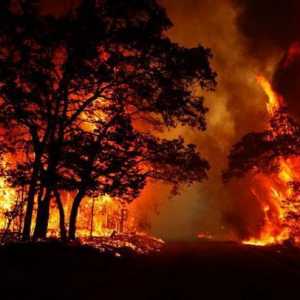 Incendiile forestiere: cauze, tipuri și consecințe