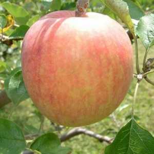 Летние сорта яблонь: рано созревают и не хранятся больше двух недель