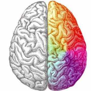 Emisfera stângă a creierului este responsabilă pentru ce? Cum să dezvolți emisfera stângă a…