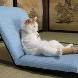 Lounge pentru o pisică: un colț de relaxare pentru animalele de companie