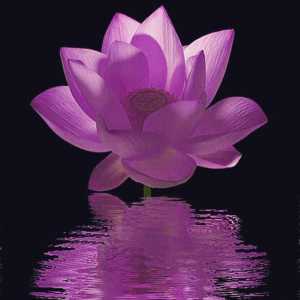 Purple lotus (`ВоВ`): unde să găsească pentru ce este