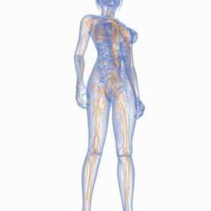 Nodul limfatic pe picior: locație, cauze de creștere și tratament