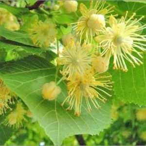 Arborele de tei: înflorire și trăsături ale arborelui melifer