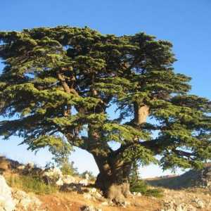 Cedru libanez: descrierea, distribuția, utilizarea și cultivarea la domiciliu