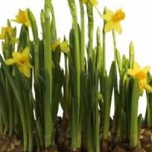 Floare preferată de primăvară. Narcissus: Cultivarea și îngrijirea