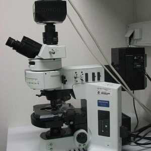 Fluorescentă microscopie: caracteristici de studiu