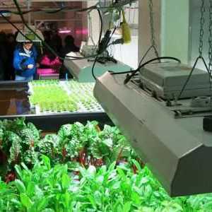 Lămpi fluorescente pentru plante: cum să alegi? Influența lămpii fluorescente asupra creșterii…