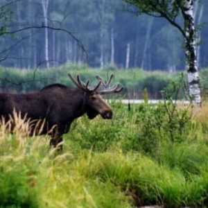 `Insula Elk `- un parc din capitală. descriere