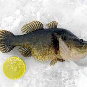 Prindeți rotația pe prima gheață. Combaterea pescuitului rotativ în timpul iernii