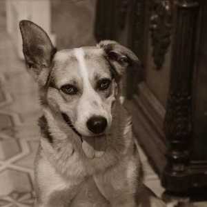 MA Bulgakov, "Inima unui câine": un eseu despre o lucrare