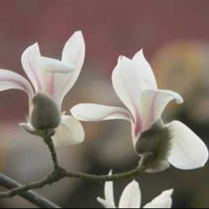 Magnolia cu flori mari: descriere și cultivare