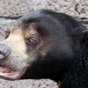 Ursul Malay este Biruang. Ursul Malay este cea mai rară specie