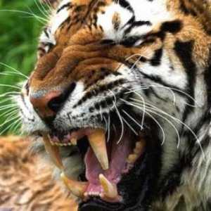 Malay Tiger: descriere, fotografie