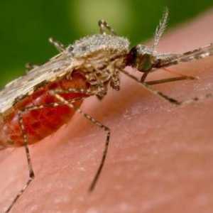 Malaria este ... Purtătorii de malarie. Simptomele, diagnosticul, tratamentul și prevenirea malariei