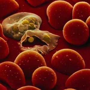 Plasmodium malarial: ciclu de viață, trăsături de dezvoltare și organizare