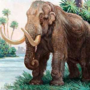 Mastodon este strămoșul unui elefant?