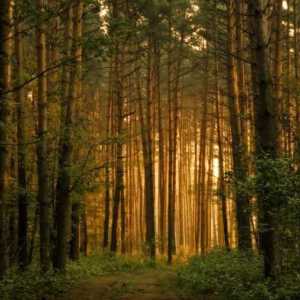 Semnificația materială și spirituală a pădurii pentru vechiul popor rus