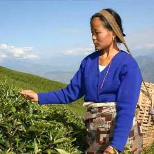 Ziua internațională de ceai este o sărbătoare a sănătății
