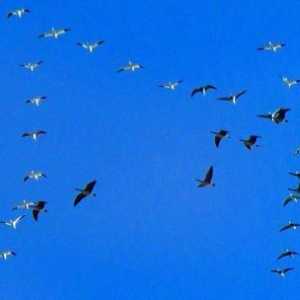 Ziua internațională a păsărilor - 1 aprilie. Zilele internaționale de urmărire a păsărilor