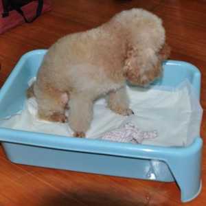 Scutece reutilizabile pentru câini - convenabile, practice, igienice