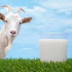 Laptele de capra: continut caloric la 100 grame, proprietati utile