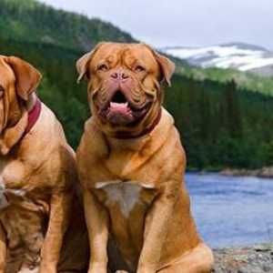 Molossi (câini): rase, fotografie, descriere