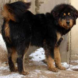 Mongolian câine ciobănesc-banhar: descriere și caracter