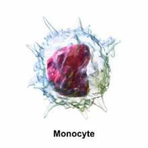 Monocite: norma în sânge a femeilor și copiilor