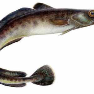 Pesă de mare (molva): informații succinte