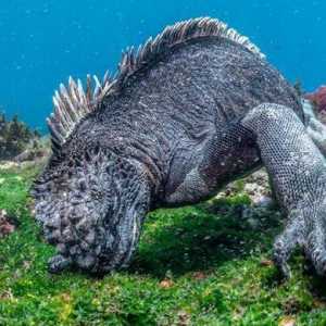 Marine iguanas: fotografii, dimensiuni, obiceiuri, fapte interesante