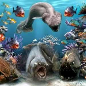 Animale marine: nume și specii