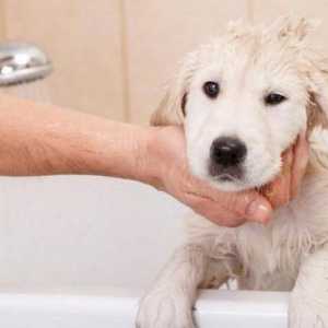 Este posibil să spălați câinele cu șampon uman împotriva mătreții?