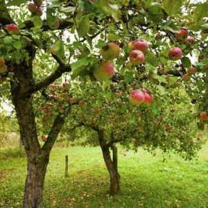 Puteți să vă plantați un măr lângă o cireșă? Compatibilitatea copacilor în grădină
