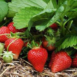 Este posibil să plantezi căpșuni de diferite soiuri una lângă cealaltă? Reguli pentru plantarea…