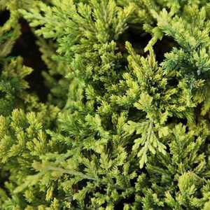Covorul de aur Juniperus: caracteristici și utilizări