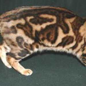 Pisica de marmura: culoarea uimitoare a unui animal de companie
