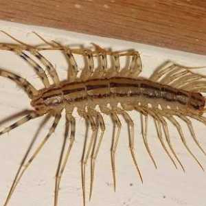 Flytrap este o insectă care distruge muștele și gândacii