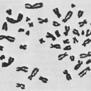 Cromozomi masculi. Y-cromozomul cu privire la ce influențe și pentru ce răspunsuri?