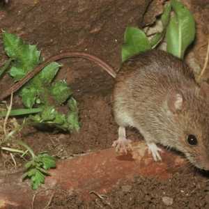Un mouse de pădure este acela al unui animal?