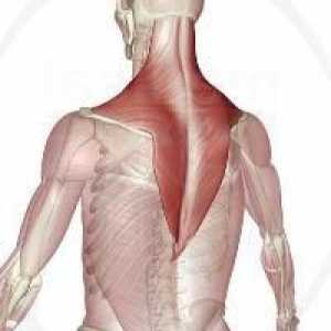Trapezul muscular: structura și funcția