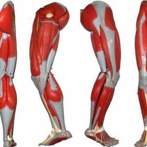 Mușchi de picioare umane: structură. Anatomia umană: mușchii picioarelor