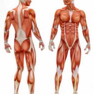 Sinergici musculare: exemple și descriere